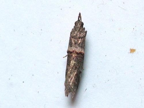 Réf. 232 314 : Phycitinae inconnu